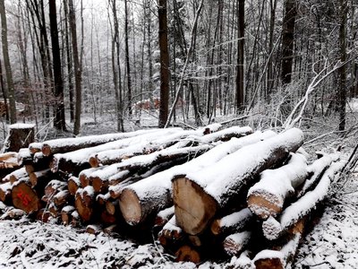 Bürgerinfo - Brennholzverkauf